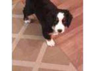 Bernese Mountain Dog Puppy for sale in Varna, IL, USA