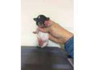 Mutt Puppy for sale in Elkins, AR, USA