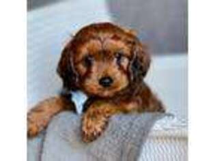 Cavapoo Puppy for sale in West Bend, IA, USA