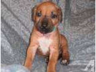 Rhodesian Ridgeback Puppy for sale in TOCCOA, GA, USA