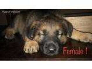 German Shepherd Dog Puppy for sale in Gunnison, UT, USA