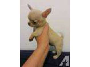 Chihuahua Puppy for sale in WHITTIER, CA, USA