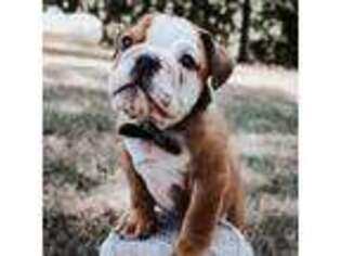 Bulldog Puppy for sale in Seymour, MO, USA