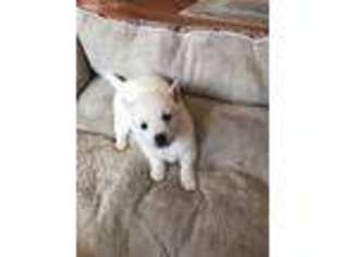 Alaskan Klee Kai Puppy for sale in Altoona, WI, USA