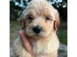 Goldendoodle Puppy for sale in Citra, FL, USA