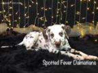 Medium Photo #1 Dalmatian Puppy For Sale in Laquey, MO, USA