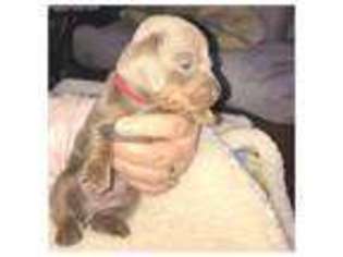 Dachshund Puppy for sale in Waynesboro, MS, USA