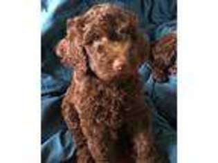 Labradoodle Puppy for sale in Dallas, TX, USA