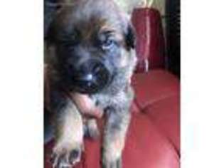 German Shepherd Dog Puppy for sale in Fairborn, OH, USA