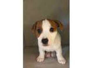 Jack Russell Terrier Puppy for sale in Port Washington, NY, USA