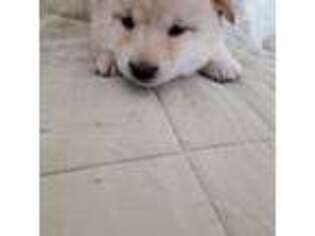 Shiba Inu Puppy for sale in Sedalia, MO, USA