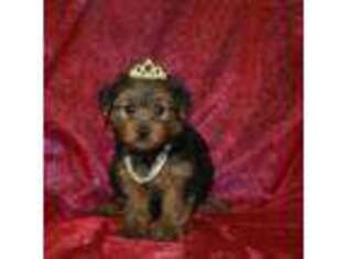 Yorkshire Terrier Puppy for sale in Ozone Park, NY, USA