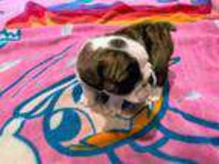 Bulldog Puppy for sale in Saint Charles, MO, USA