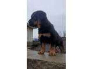 Rottweiler Puppy for sale in Columbus, IN, USA