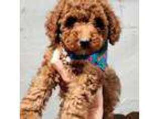 Mutt Puppy for sale in Vernon, TX, USA