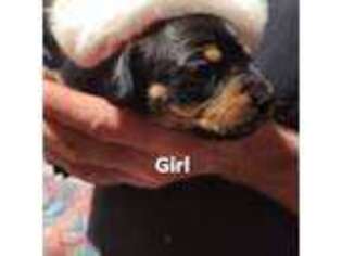Dachshund Puppy for sale in Bauxite, AR, USA