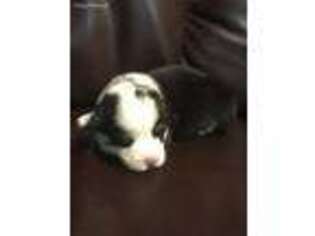 Pembroke Welsh Corgi Puppy for sale in Como, TX, USA