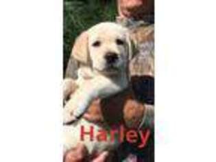 Labrador Retriever Puppy for sale in Litchfield, MN, USA