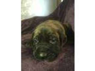 Mastiff Puppy for sale in Jefferson City, MO, USA