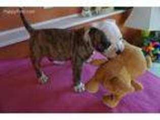American Bulldog Puppy for sale in Mount Pleasant, IA, USA