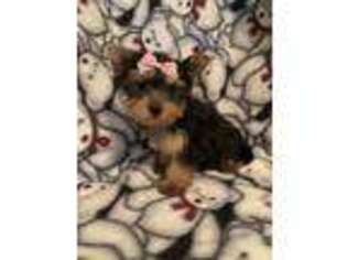 Yorkshire Terrier Puppy for sale in Beattyville, KY, USA