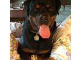 Rottweiler Puppy for sale in Grafton, NH, USA