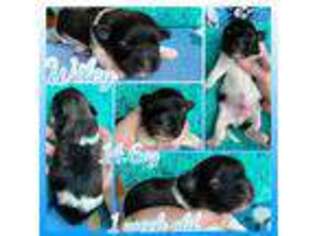 Havanese Puppy for sale in Hillsdale, MI, USA