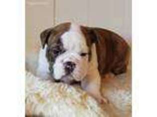 Bulldog Puppy for sale in La Pine, OR, USA