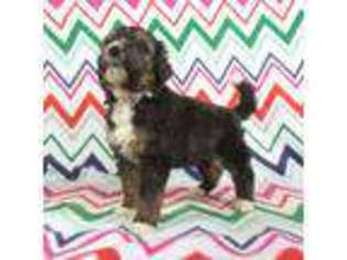 Mutt Puppy for sale in Riverside, IA, USA