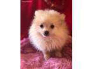 Pomeranian Puppy for sale in Pittsburg, TX, USA