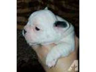 French Bulldog Puppy for sale in CEDAR RAPIDS, IA, USA