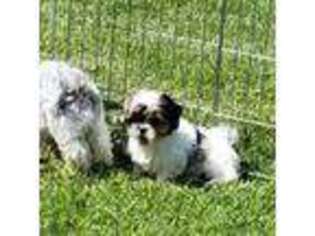 Shih-Poo Puppy for sale in Chelsea, IA, USA