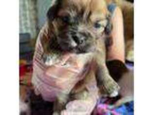 Lhasa Apso Puppy for sale in Grand Rapids, MI, USA