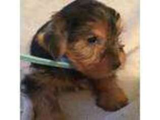 Yorkshire Terrier Puppy for sale in Belmont, NH, USA