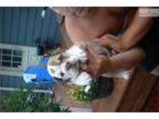 Bulldog Puppy for sale in Grand Rapids, MI, USA