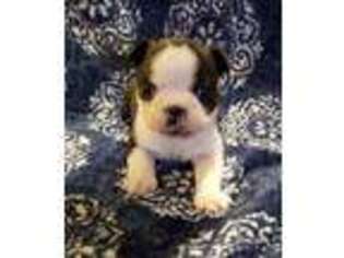 Boston Terrier Puppy for sale in Canton, TX, USA