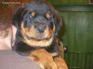 Rottweiler Puppy for sale in Rocklin, CA, USA