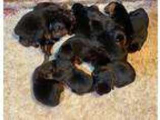 Rottweiler Puppy for sale in Braselton, GA, USA