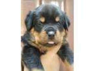 Medium Photo #1 Rottweiler Puppy For Sale in Snohomish, WA, USA