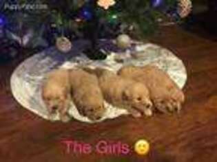 Golden Retriever Puppy for sale in Liberty, TN, USA