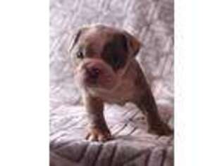 Bulldog Puppy for sale in Anniston, AL, USA