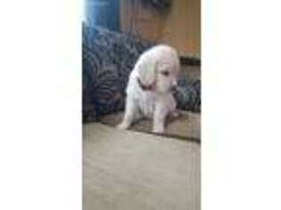 Goldendoodle Puppy for sale in Williston, FL, USA