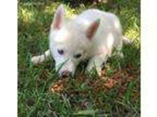 Siberian Husky Puppy for sale in Ranburne, AL, USA