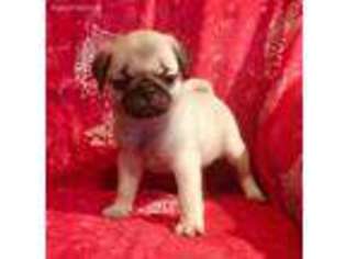 Pug Puppy for sale in Mansfield, OH, USA