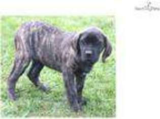 Mastiff Puppy for sale in Des Moines, IA, USA