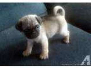 Pug Puppy for sale in SNOWFLAKE, AZ, USA