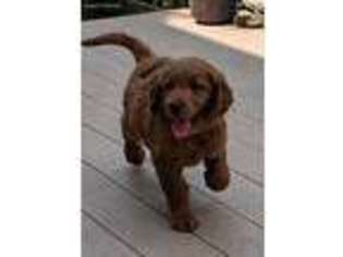 Goldendoodle Puppy for sale in Bloomfield, IN, USA