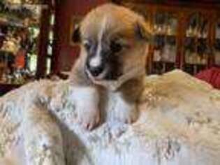 Pembroke Welsh Corgi Puppy for sale in Greenbrier, TN, USA