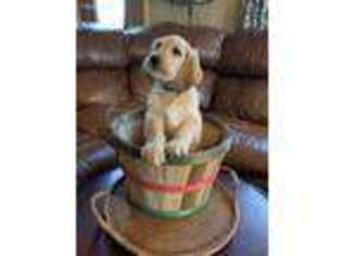 Goldendoodle Puppy for sale in Carp Lake, MI, USA