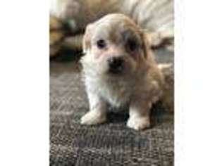 Maltese Puppy for sale in Modesto, CA, USA